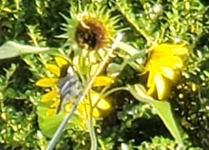 picture of yellow flowers in green field