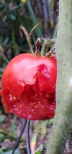 image of a tomato with a bite taken out by a critter